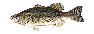 Largemouth Bass