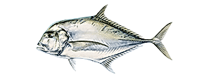 African Pompano