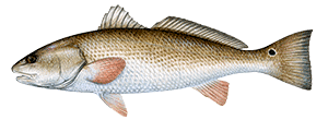 Red Drum