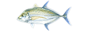 Bluefin Trevally