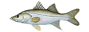 Snook