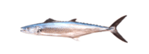 Pacific Sierra Mackerel