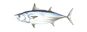 Skipjack Tuna