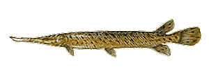 Spotted Gar