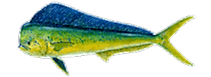Dolphinfish