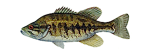 Shoal Bass