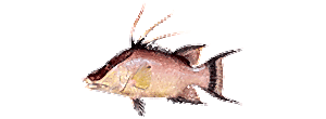 Hogfish