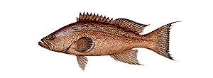 Scamp Grouper