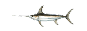 Swordfish