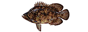 Tripletail