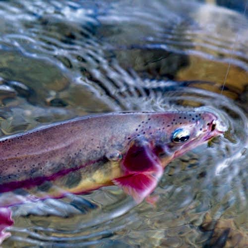 Tips on Best Times to Fish for Trout 
