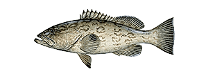 Gag Grouper