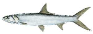 Ladyfish