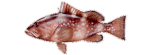 Red Grouper