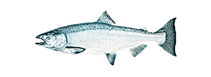 King Salmon