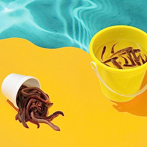 Top Freshwater Fishing Bait for Your Trip