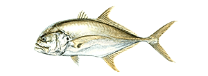 Pacific Crevalle Jack