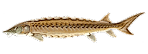 Sturgeon