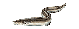 Conger