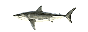 White Shark