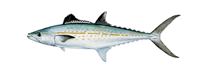 Cero Mackerel