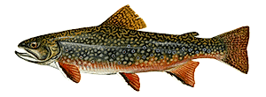 Brook Trout