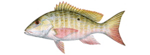Mutton Snapper