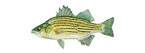 Yellow Bass