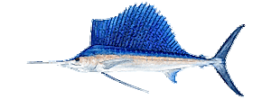 Sailfish