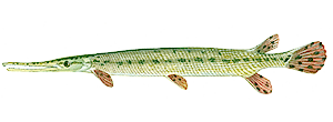 Longnose Gar