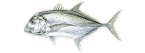 Giant Trevally