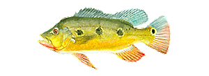 Butterfly Peacock Bass
