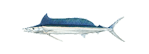 Shortbill Spearfish