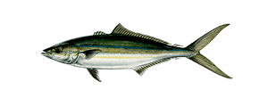 Rainbow Runner