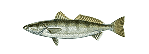 White Seabass