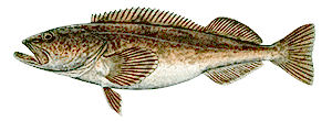 Lingcod