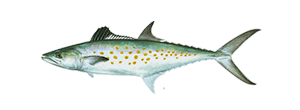 Spanish Mackerel