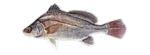Freshwater Drum