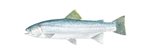Steelhead