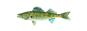 Saugeye