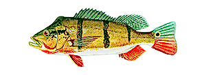 Speckled Peacock Bass