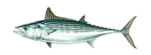 Pacific Bonito