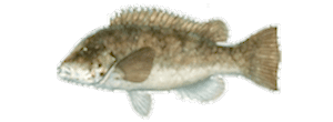 Tautog