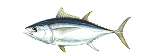 Bigeye Tuna