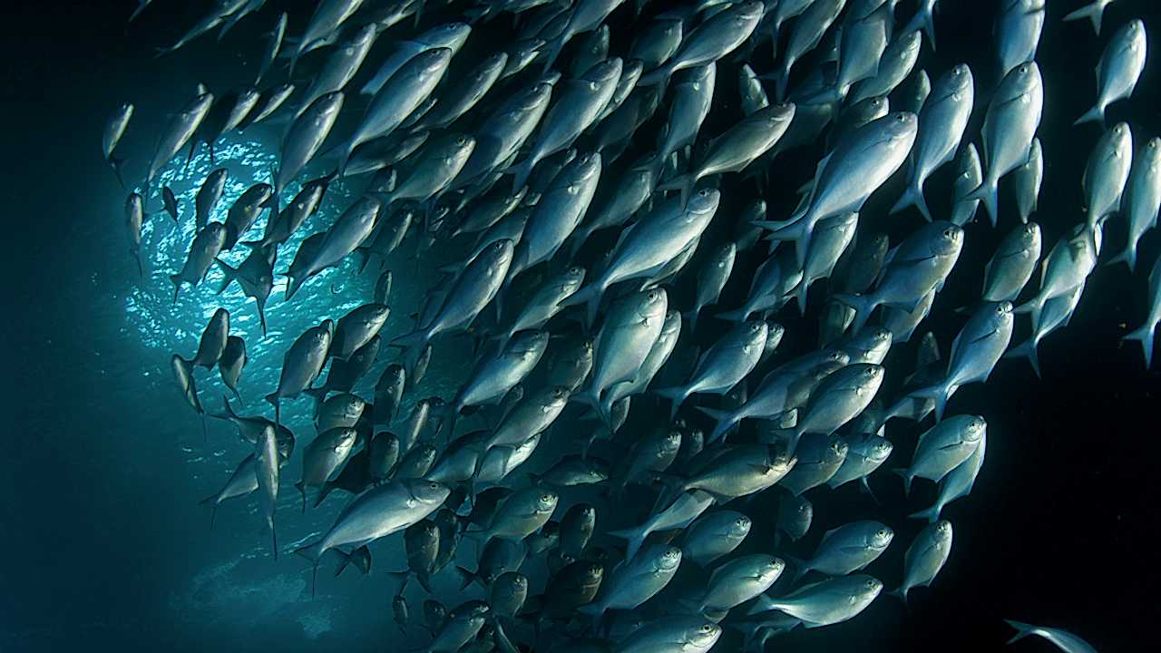 Saltwater Fish Species
