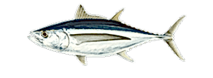Albacore