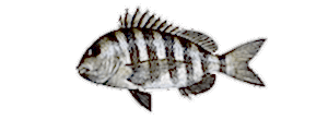 Sheepshead
