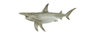 Hammerhead Shark