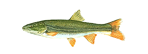 Northern Pikeminnow