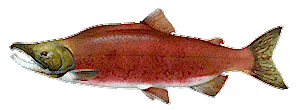 Sockeye Salmon